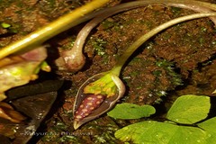Ariopsis peltata